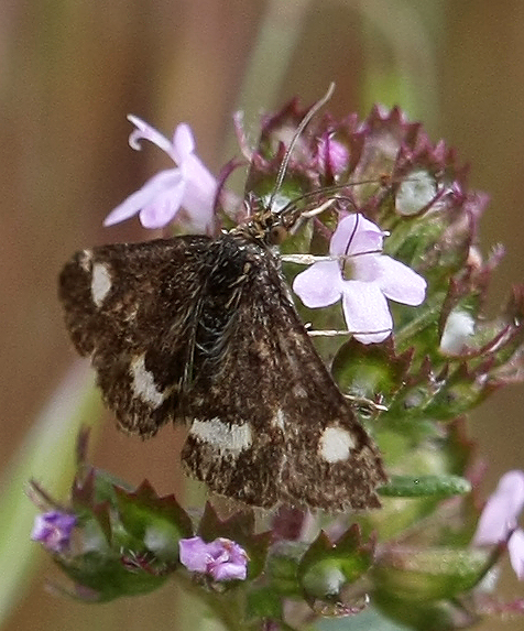 pyralide? ID??  No, Crambidae: Pyrausta sp.